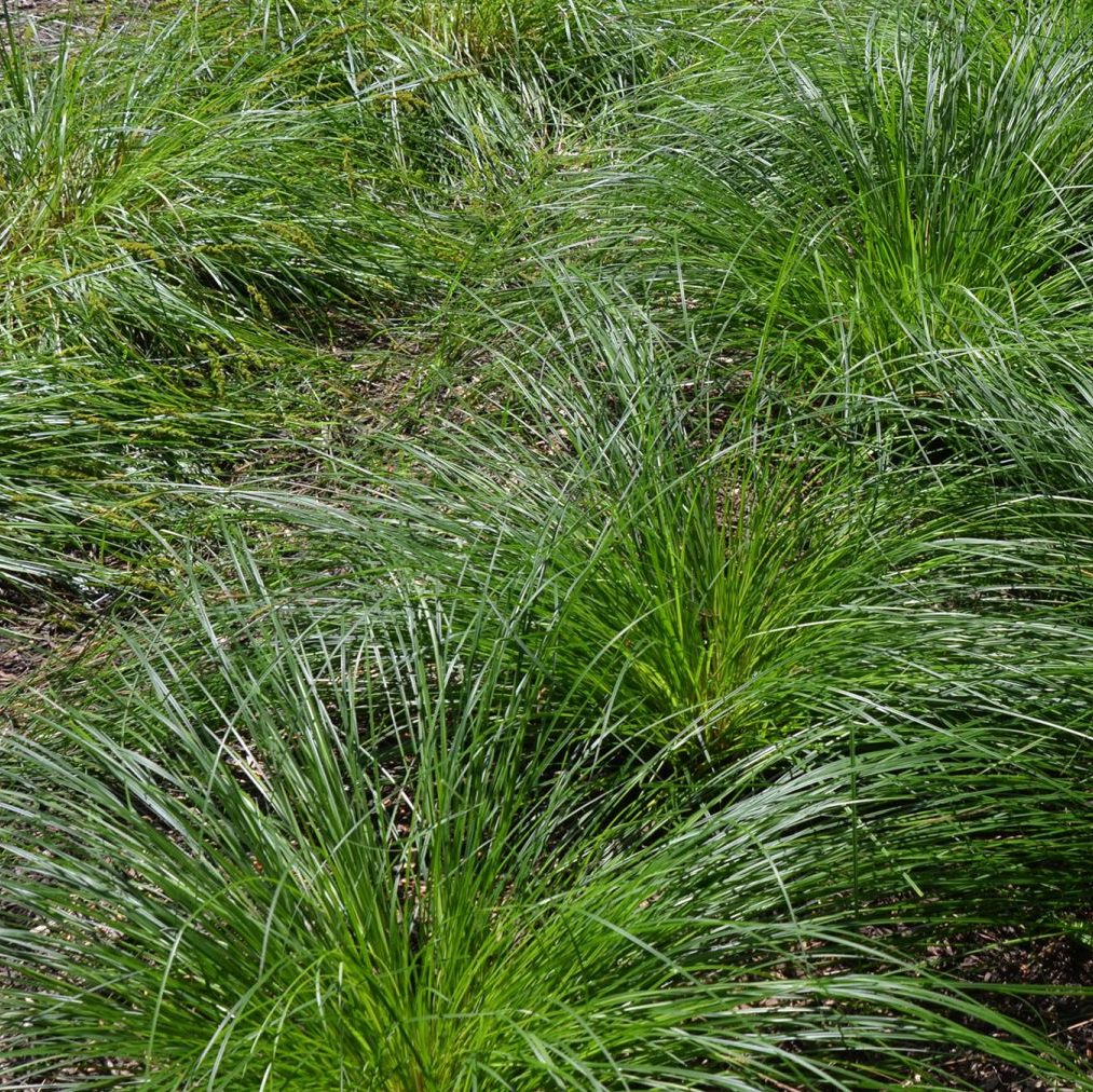 Common Tussock Sedge - Carex stricta