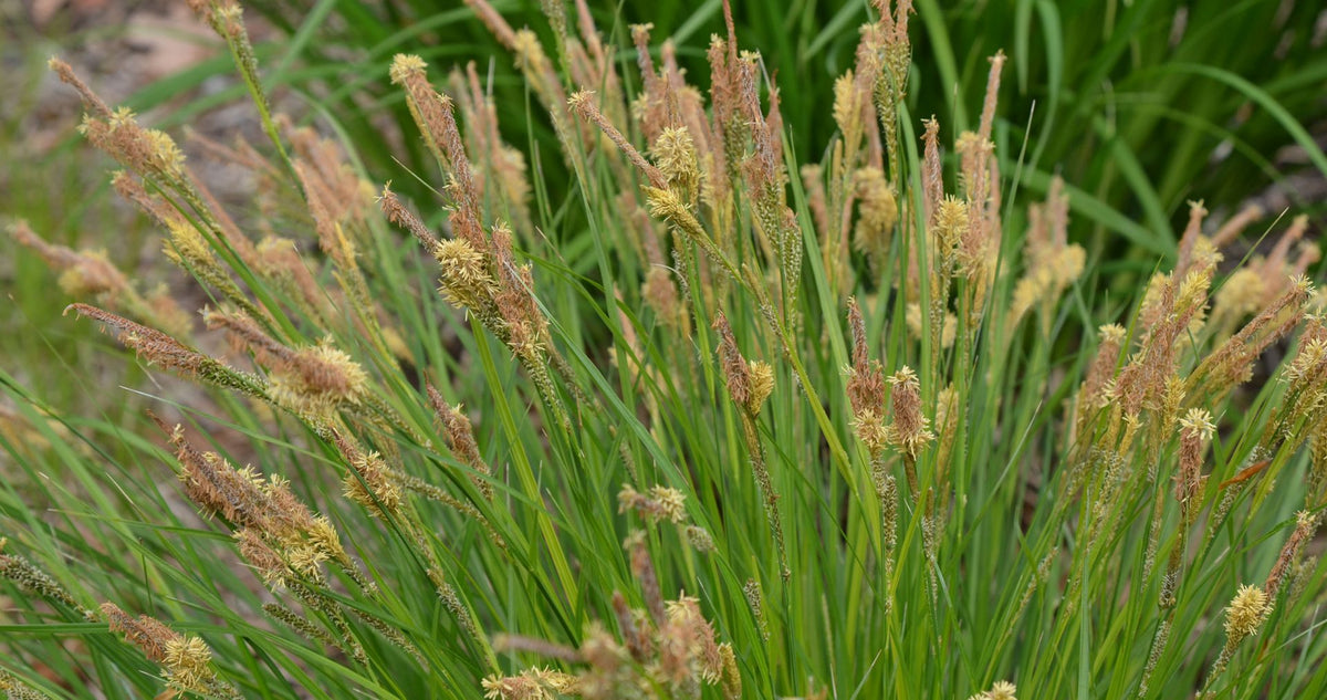 Common Tussock Sedge - Carex stricta