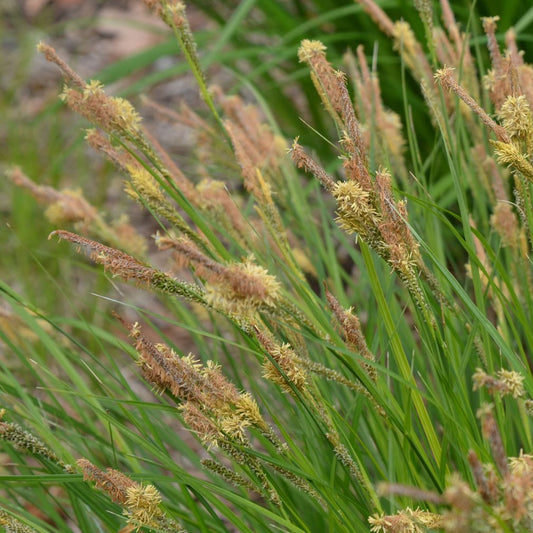 Common Tussock Sedge - Carex stricta