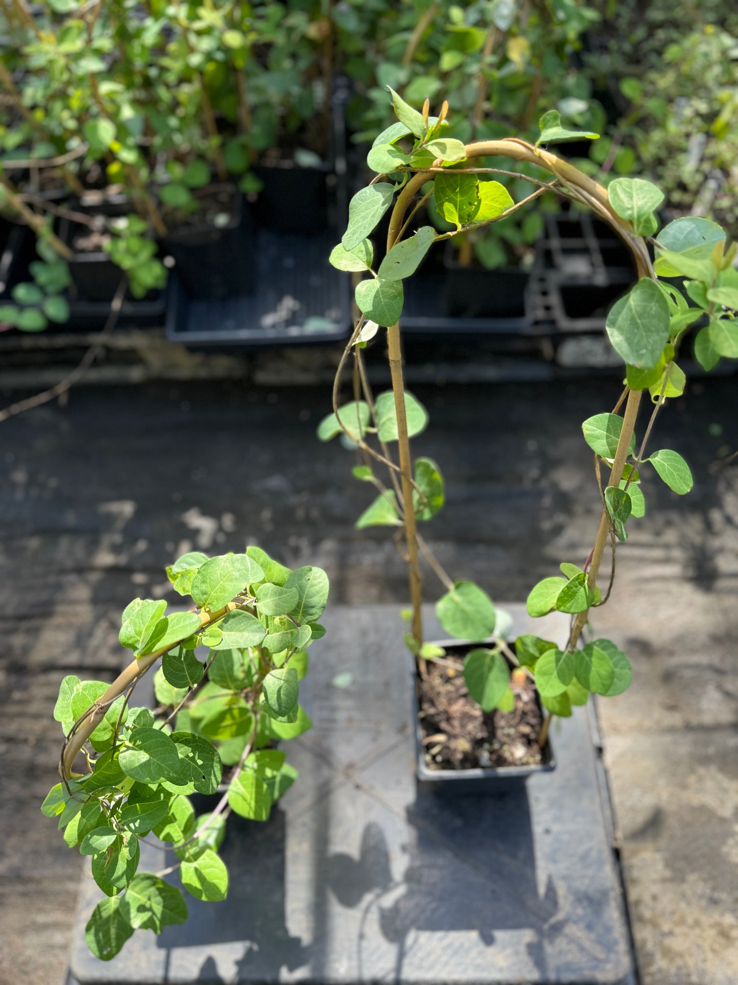 Coral Honeysuckle - Lonicera sempervirens