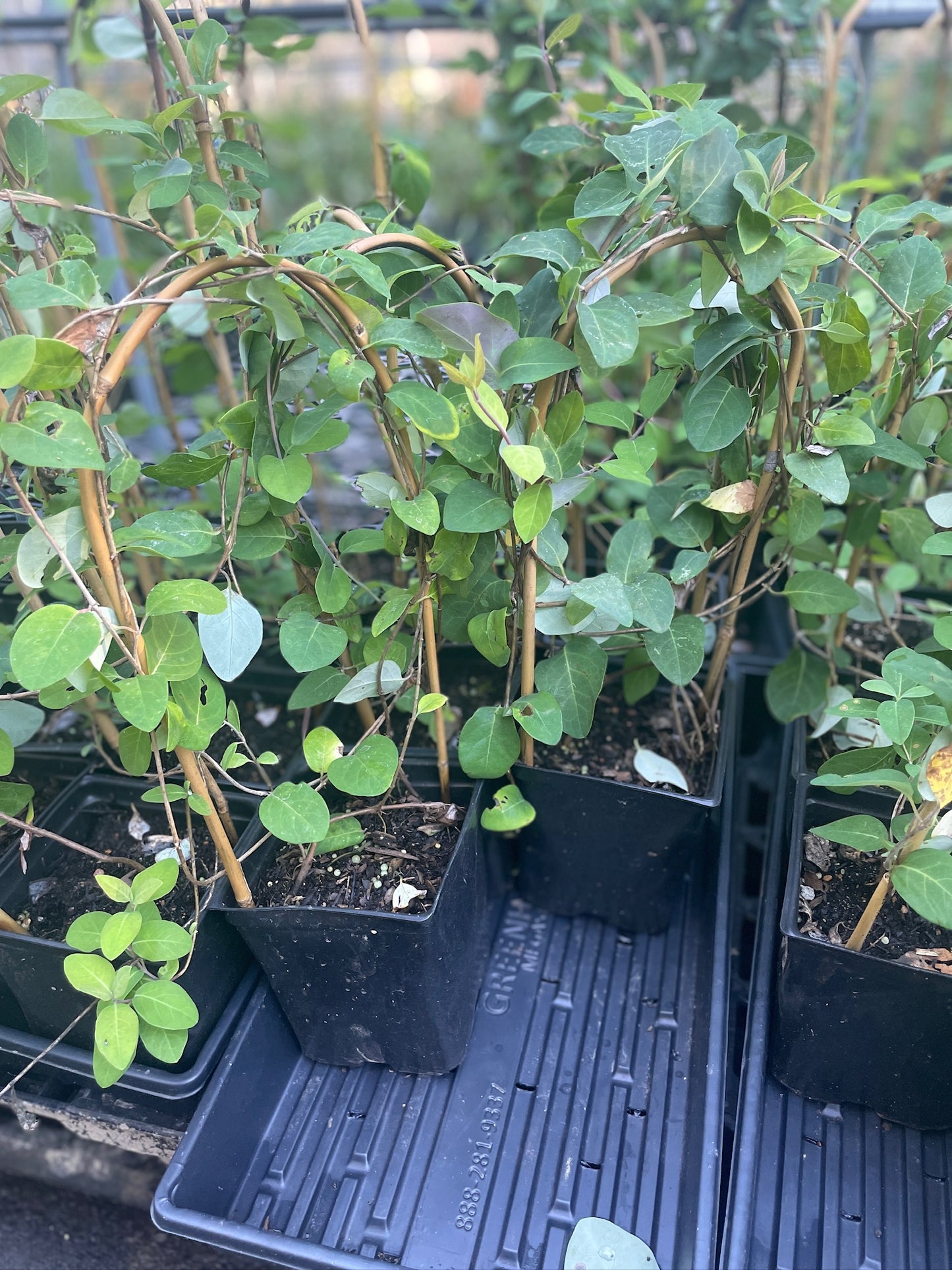 Coral Honeysuckle - Lonicera sempervirens