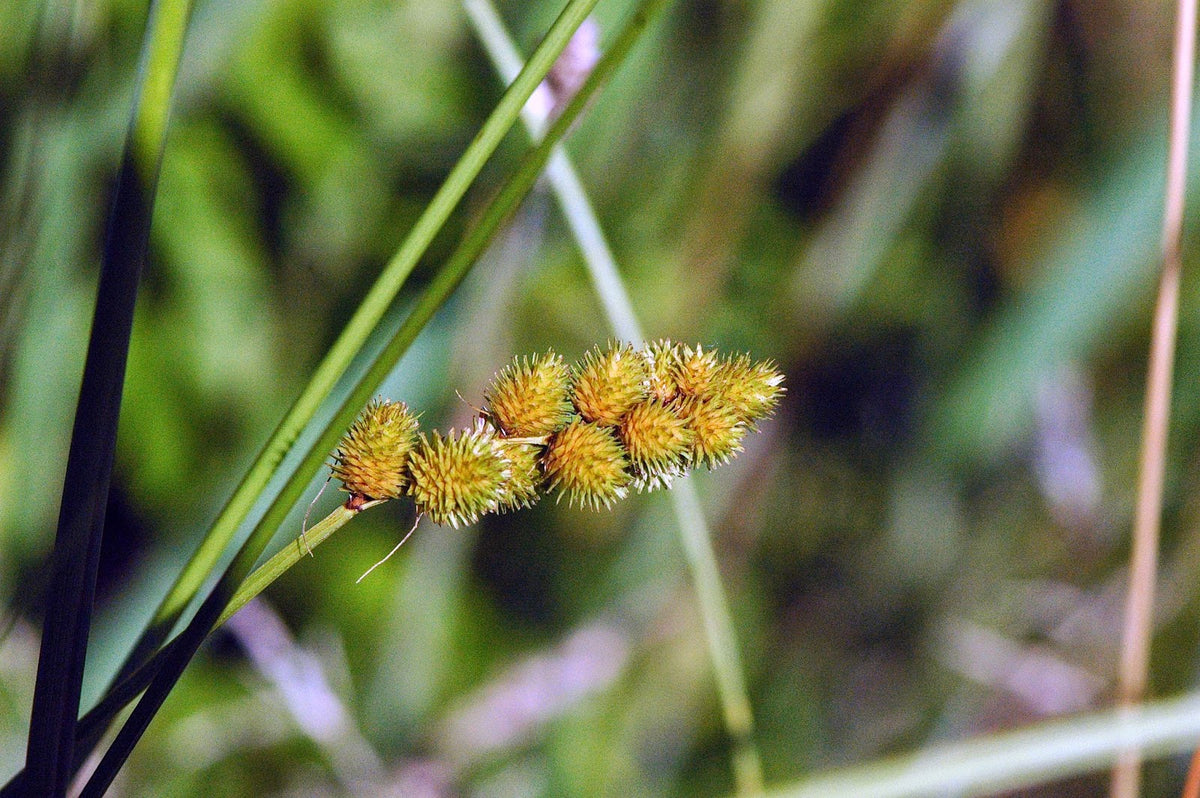 Crested Oval Sedge - Carex cristatella