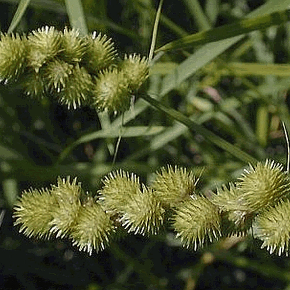Crested Oval Sedge - Carex cristatella