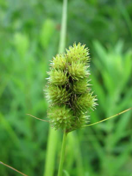 Crested Oval Sedge - Carex cristatella