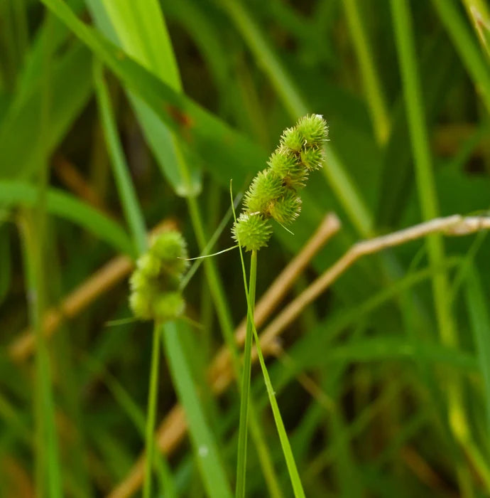 Crested Oval Sedge - Carex cristatella