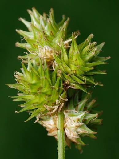 Crested Oval Sedge - Carex cristatella