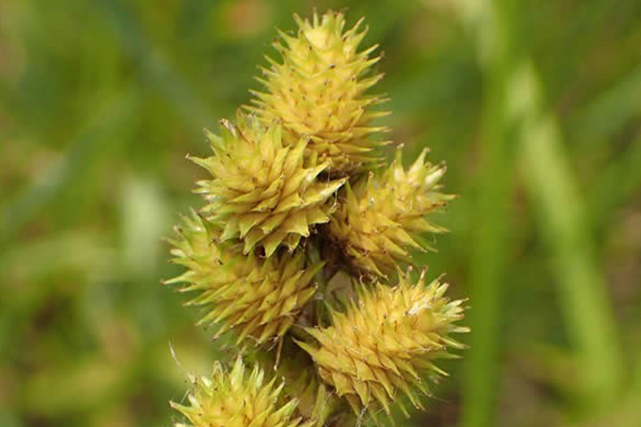 Crested Oval Sedge - Carex cristatella