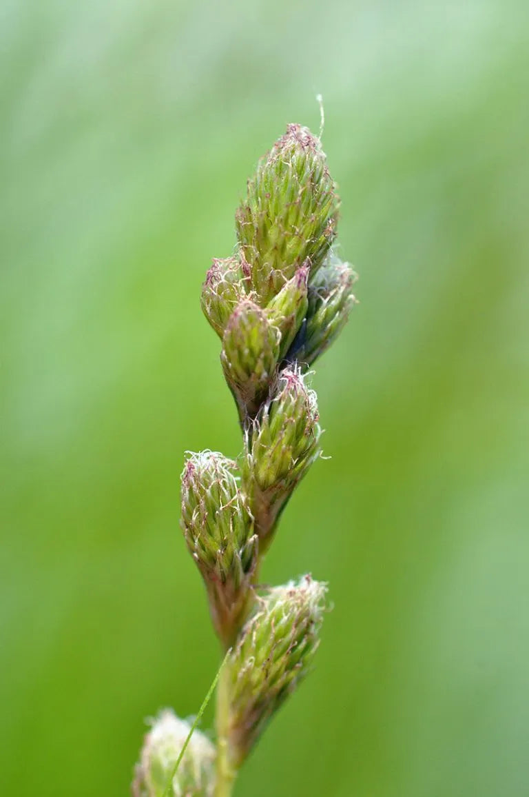 Crested Oval Sedge - Carex cristatella