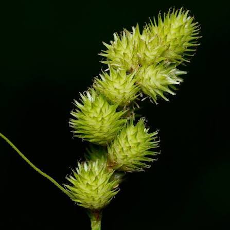 Crested Oval Sedge - Carex cristatella