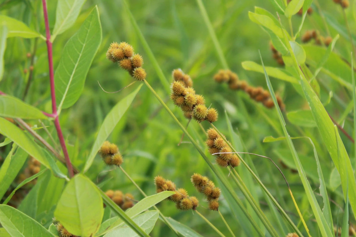 Crested Oval Sedge - Carex cristatella