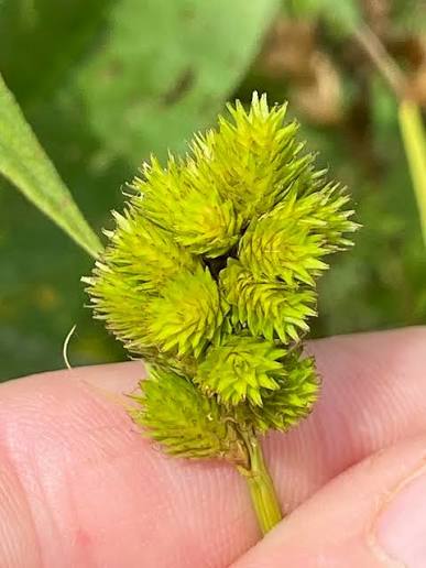 Crested Oval Sedge - Carex cristatella
