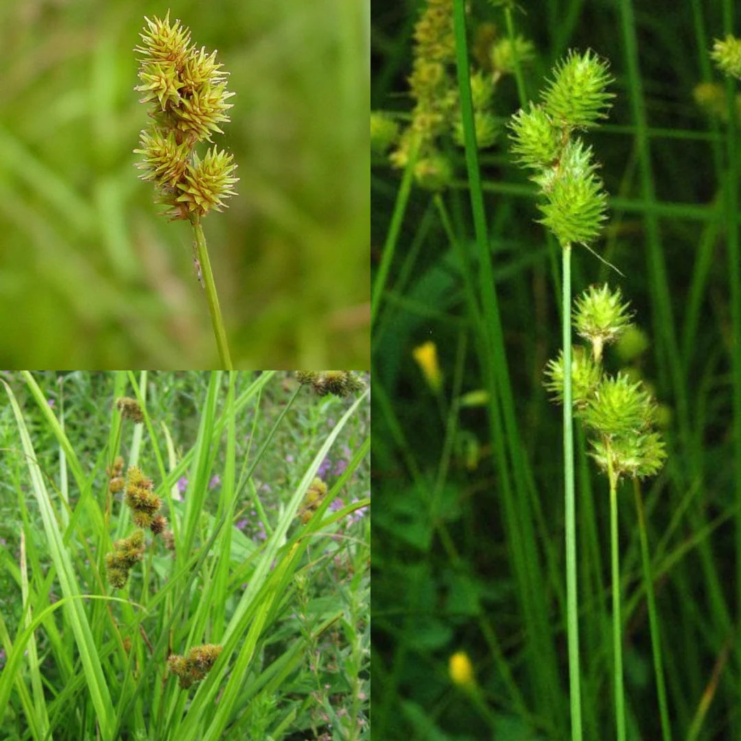 Crested Oval Sedge - Carex cristatella