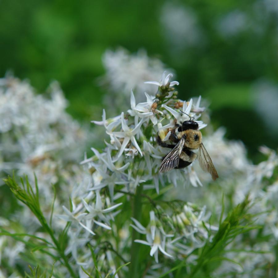 Threadleaf Bluestar - Amsonia hubrichtii