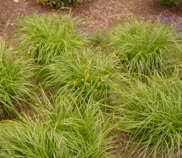 Cherokee Sedge - Carex cherokeensis