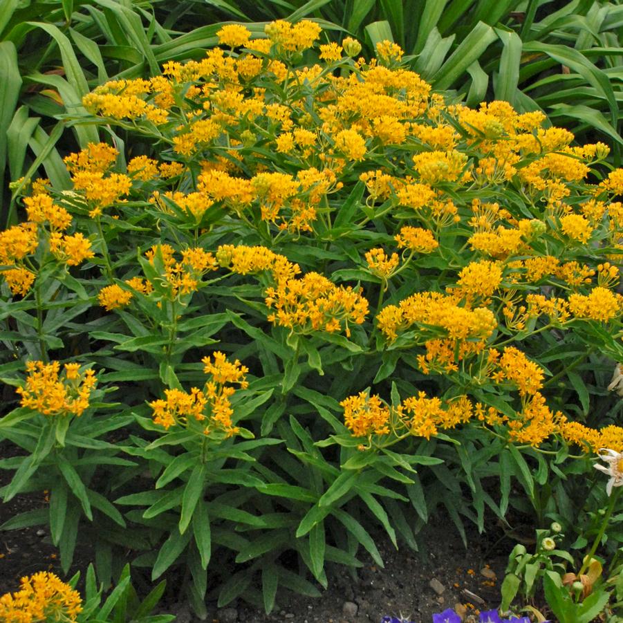 Butterfly Weed - Asclepius tuberosa