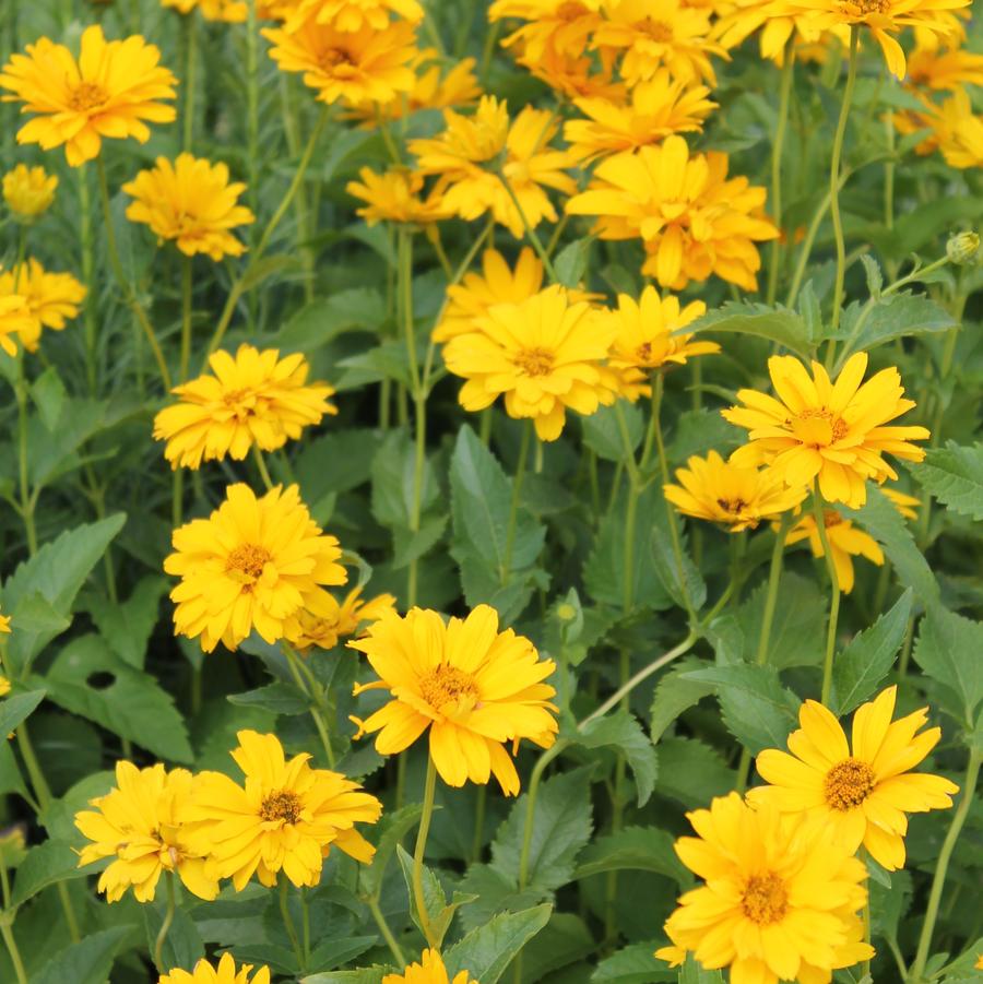 False Sunflower - Heliopsis helianthoides