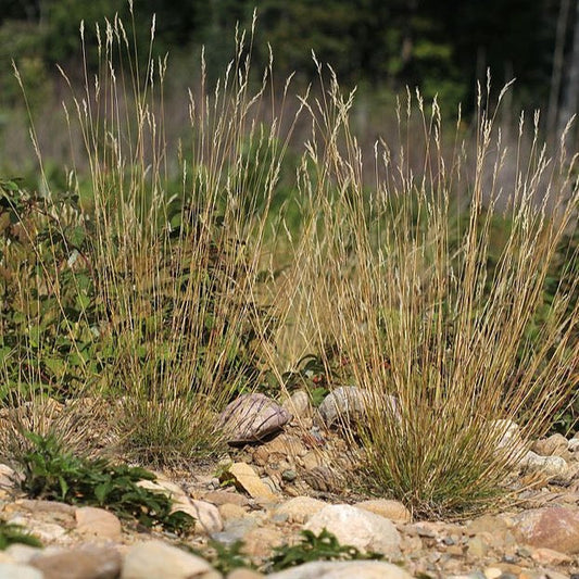 Poverty Oat Grass - Danthonia spicata