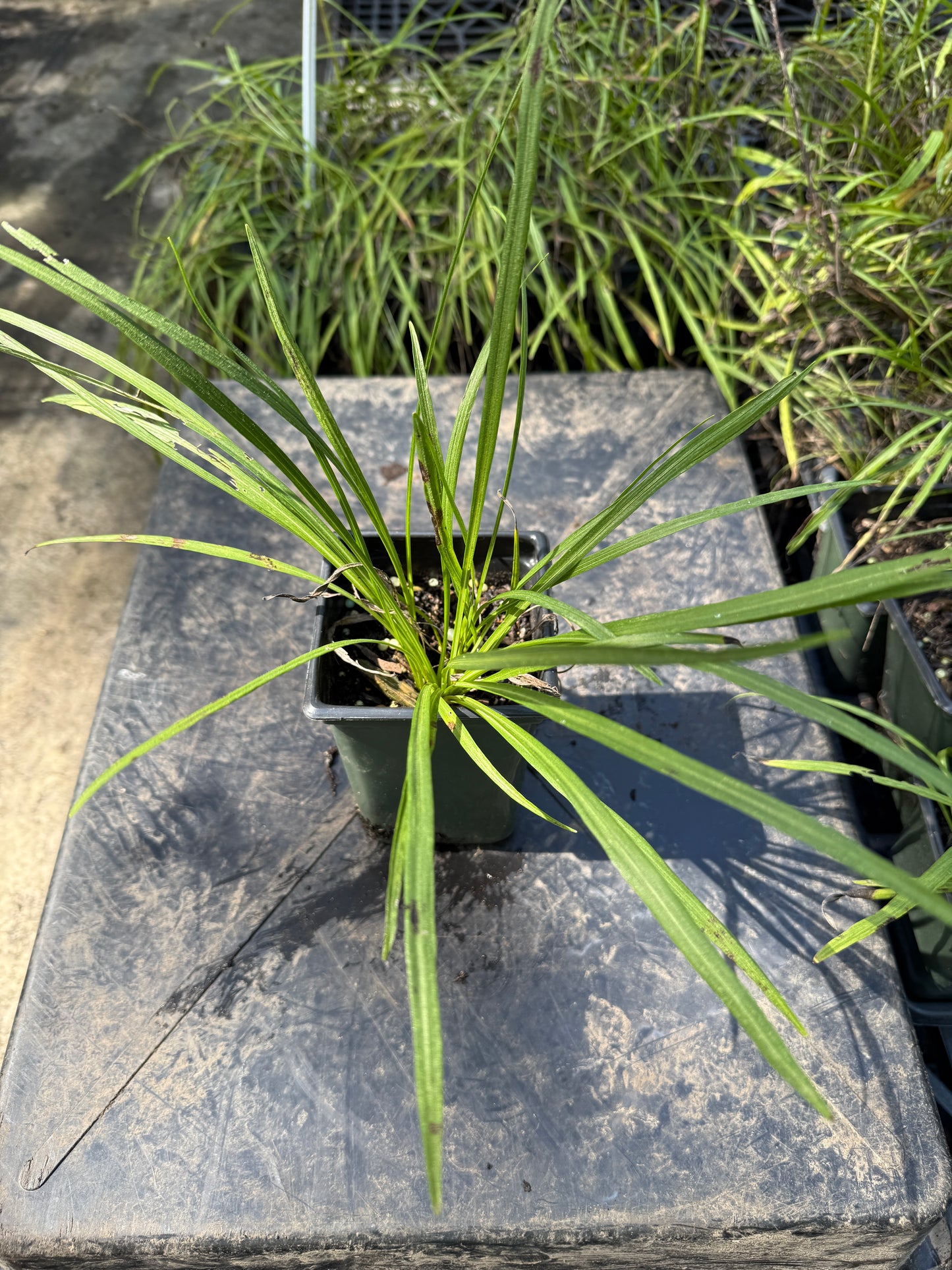 Dense Blazing Star - Liatris spicata