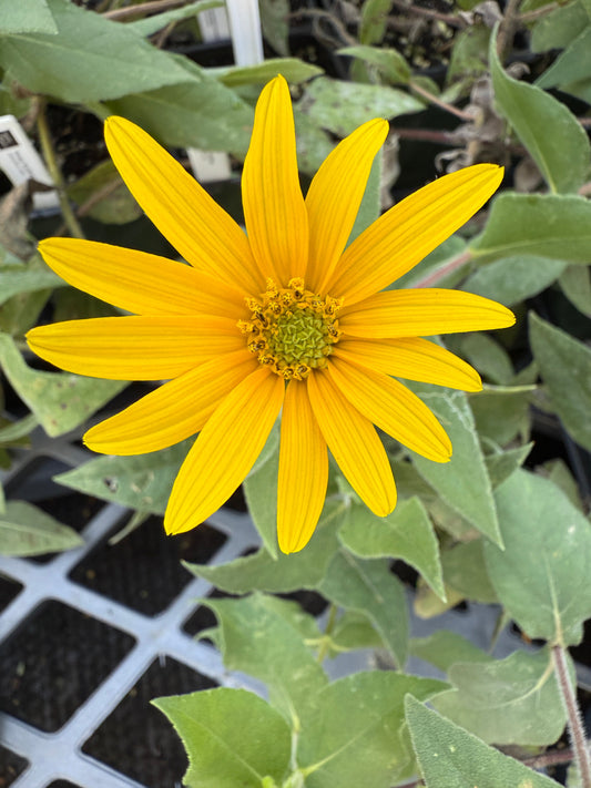 Downy Sunflower - Helianthus mollis