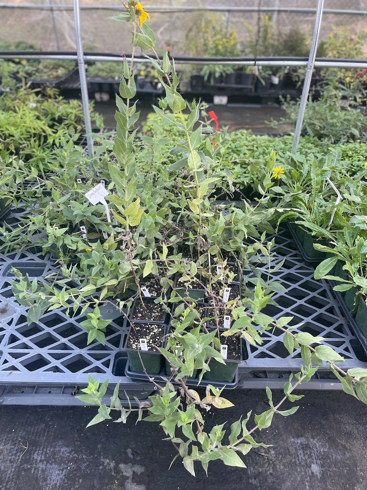 Downy Sunflower - Helianthus mollis