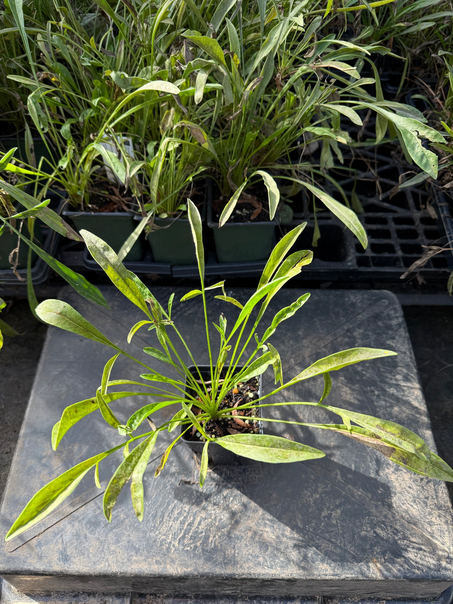 Dwarf Lanceleaf Coreopsis - Coreopsis lanceolata