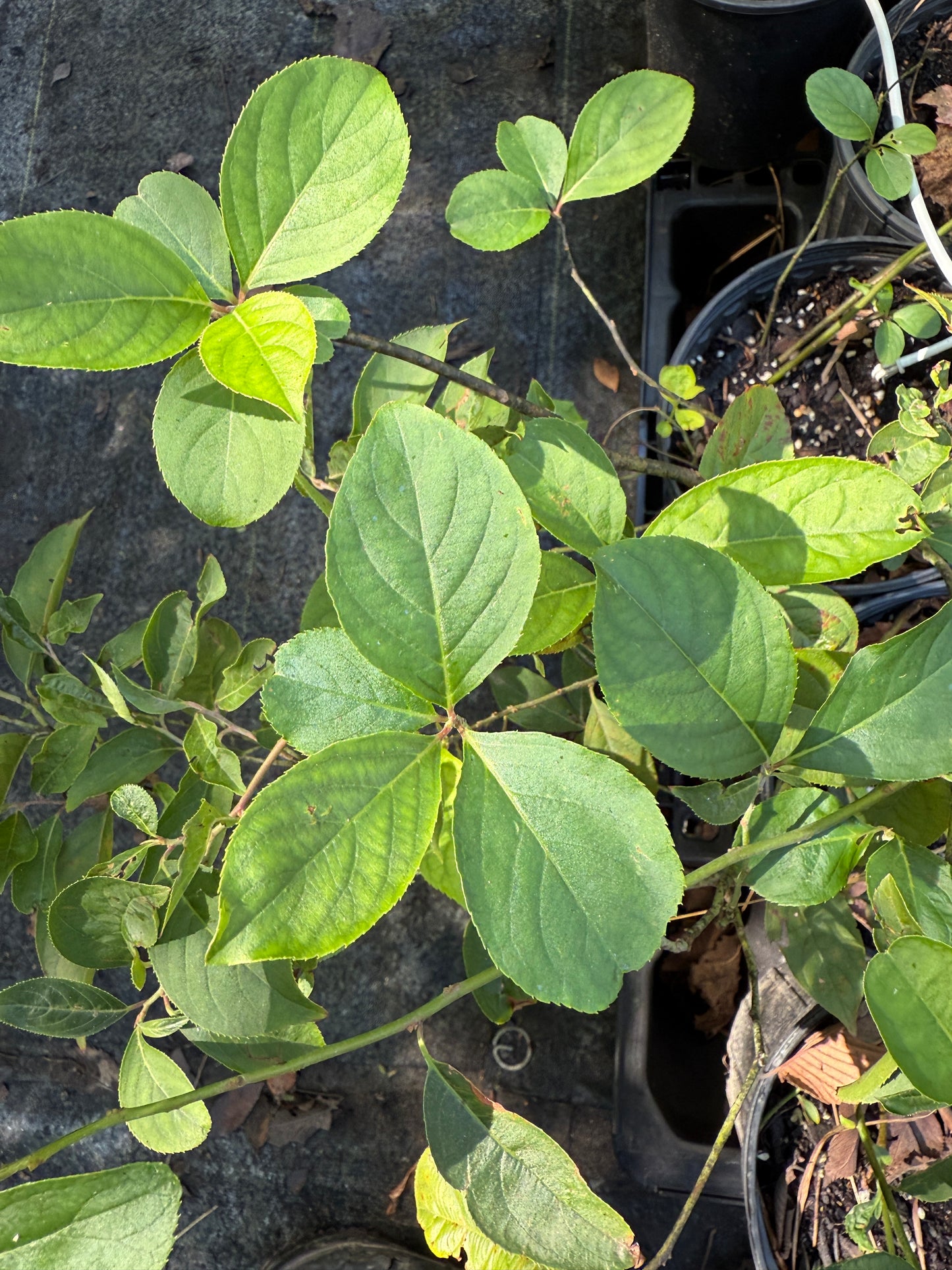 Dwarf Sweetspire - Itea virginica