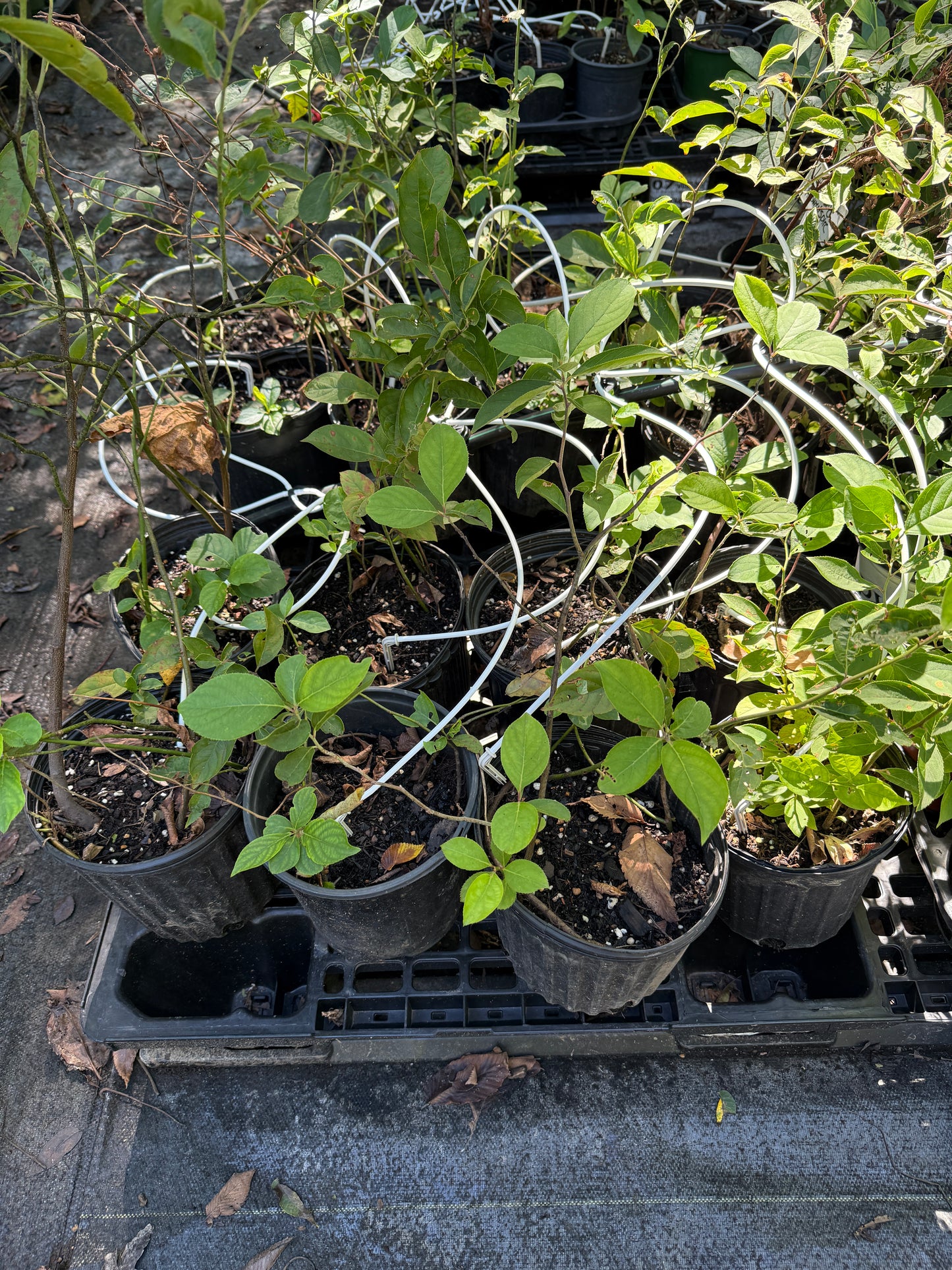 Dwarf Sweetspire - Itea virginica