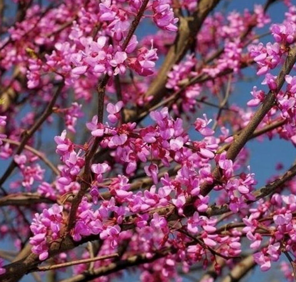 Red Bud - Cercis canadensis