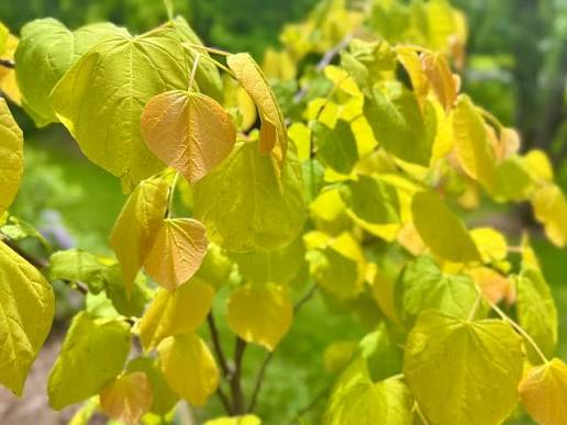 Red Bud - Cercis canadensis