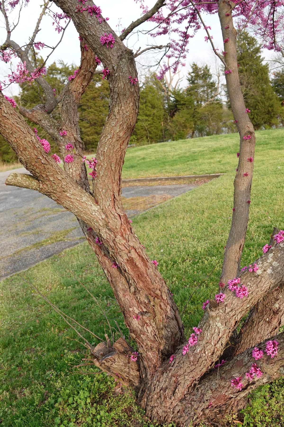 Red Bud - Cercis canadensis