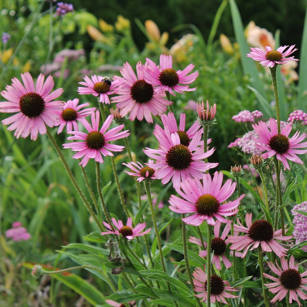 Tennessee Conefiower - Echinacea tennesseensis