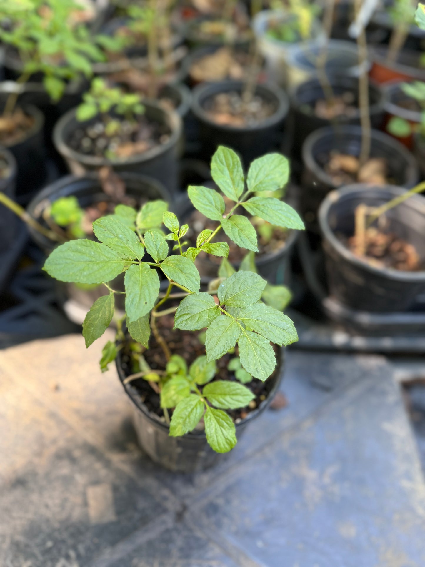 Elderberry - Sambucus canadensis