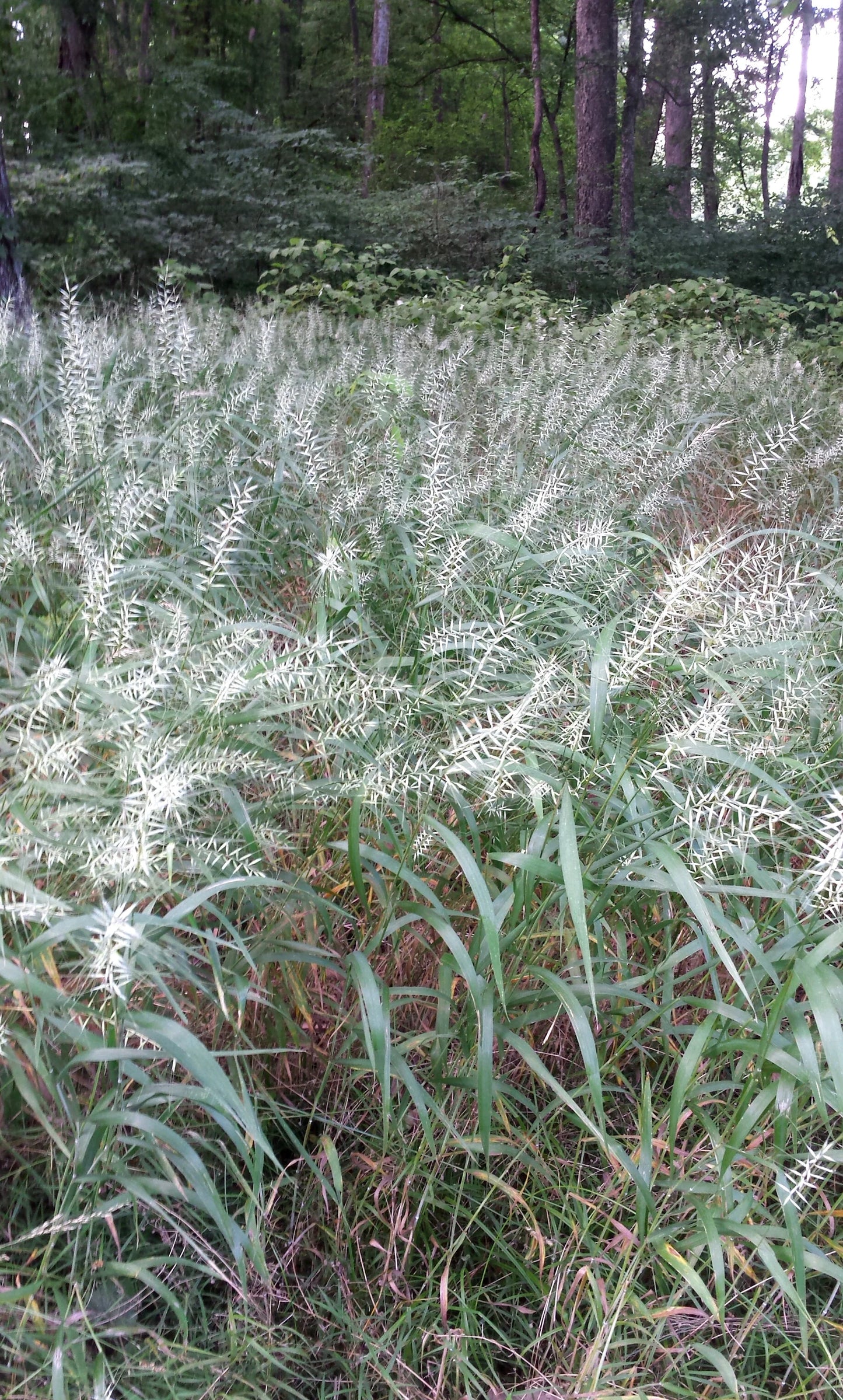 Bottlebrush Grass - Elymus hystrix