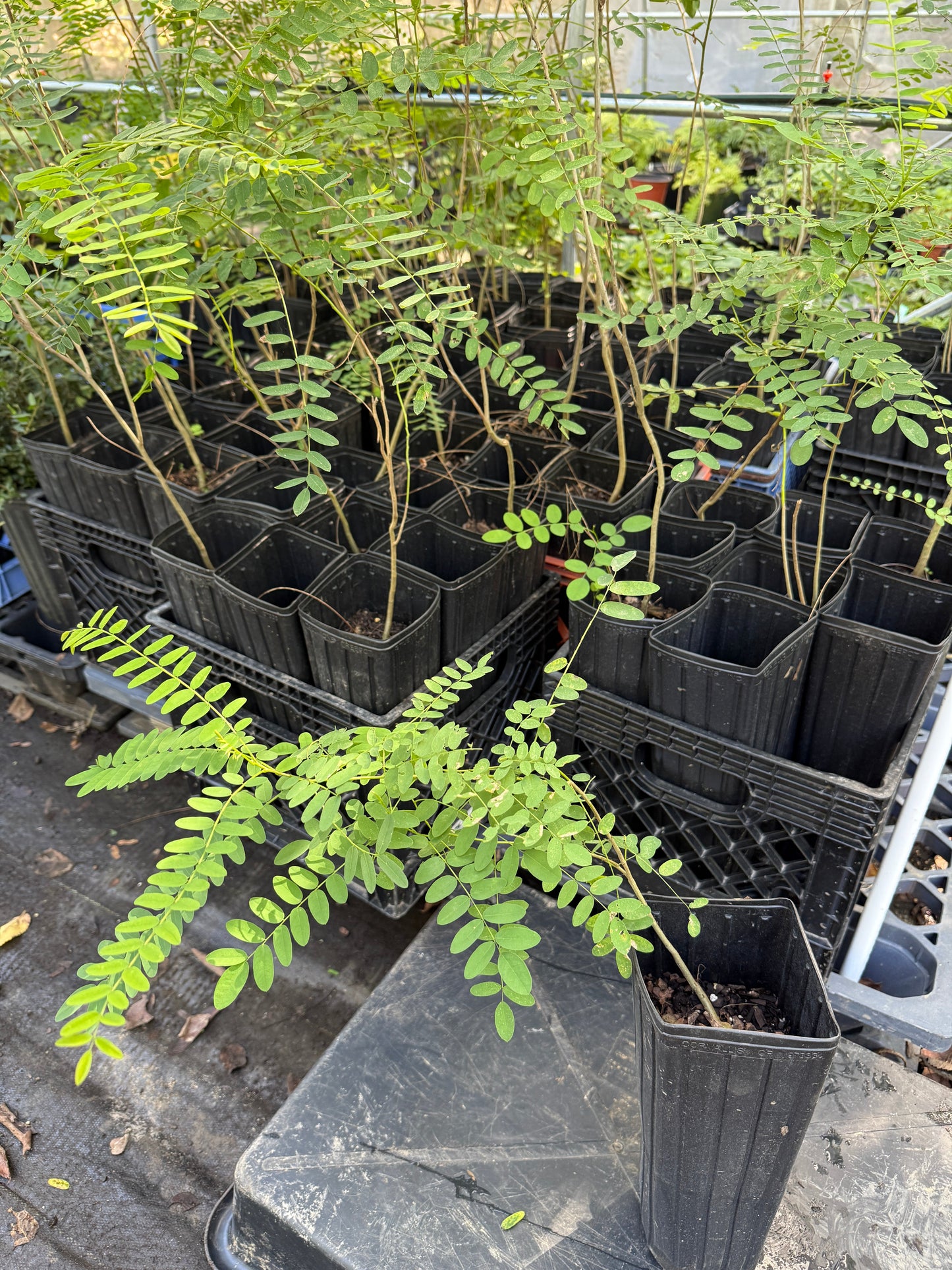 False Indigo Bush - Amorpha fruticosa