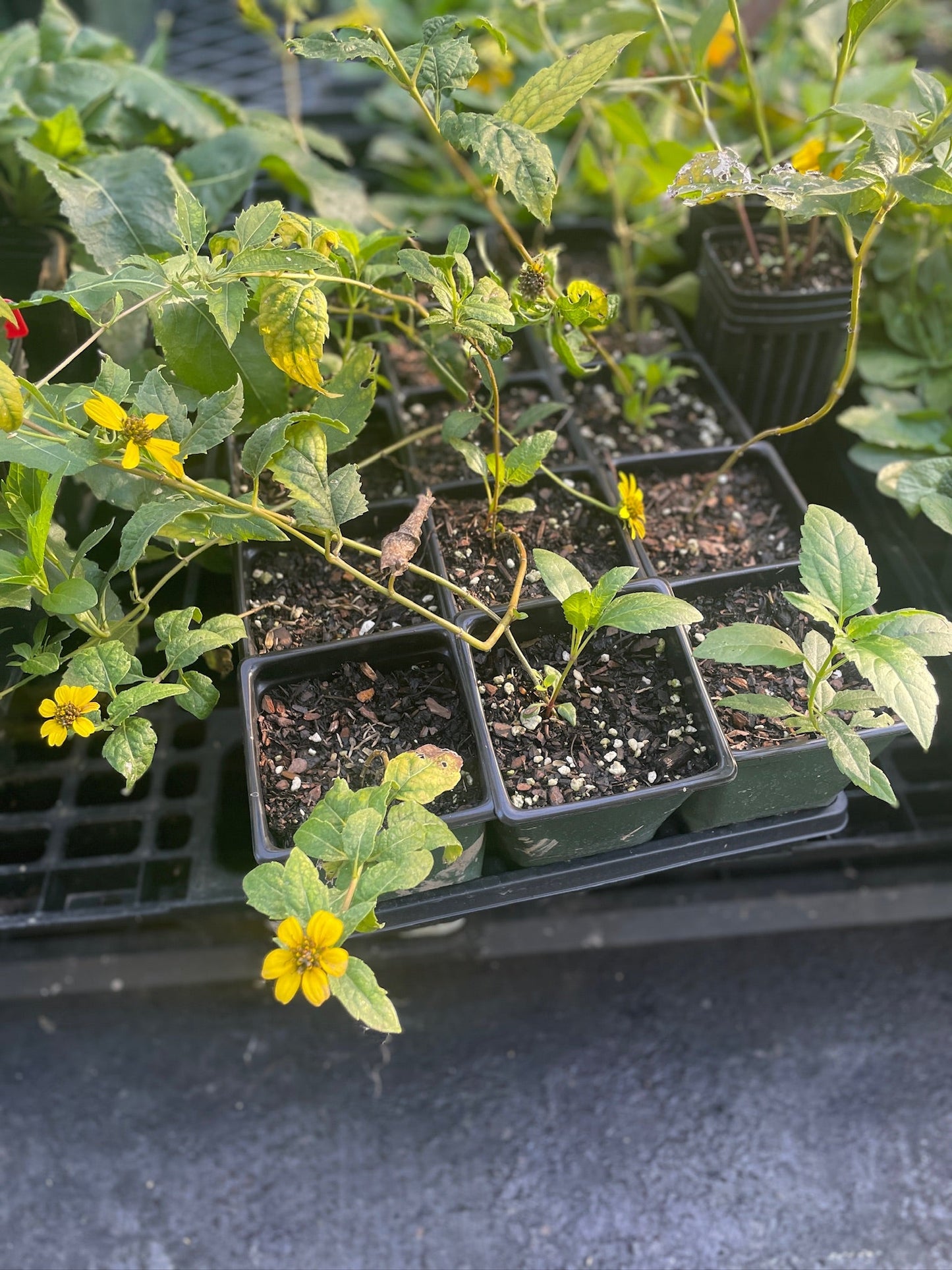 False Sunflower - Heliopsis helianthoides