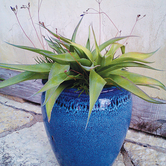False Aloe - Manfreda virginica