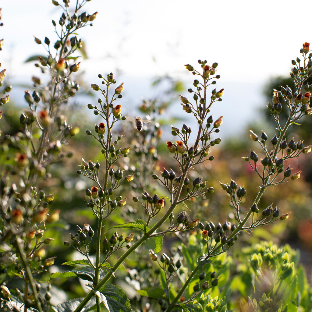 Late Figwort - Scrophularia marilandica