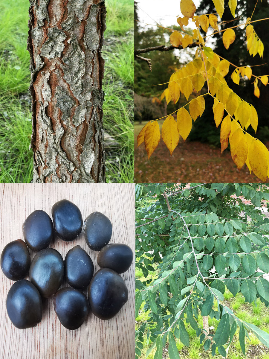 Kentucky Coffee Tree - Gymnocladus dioicus