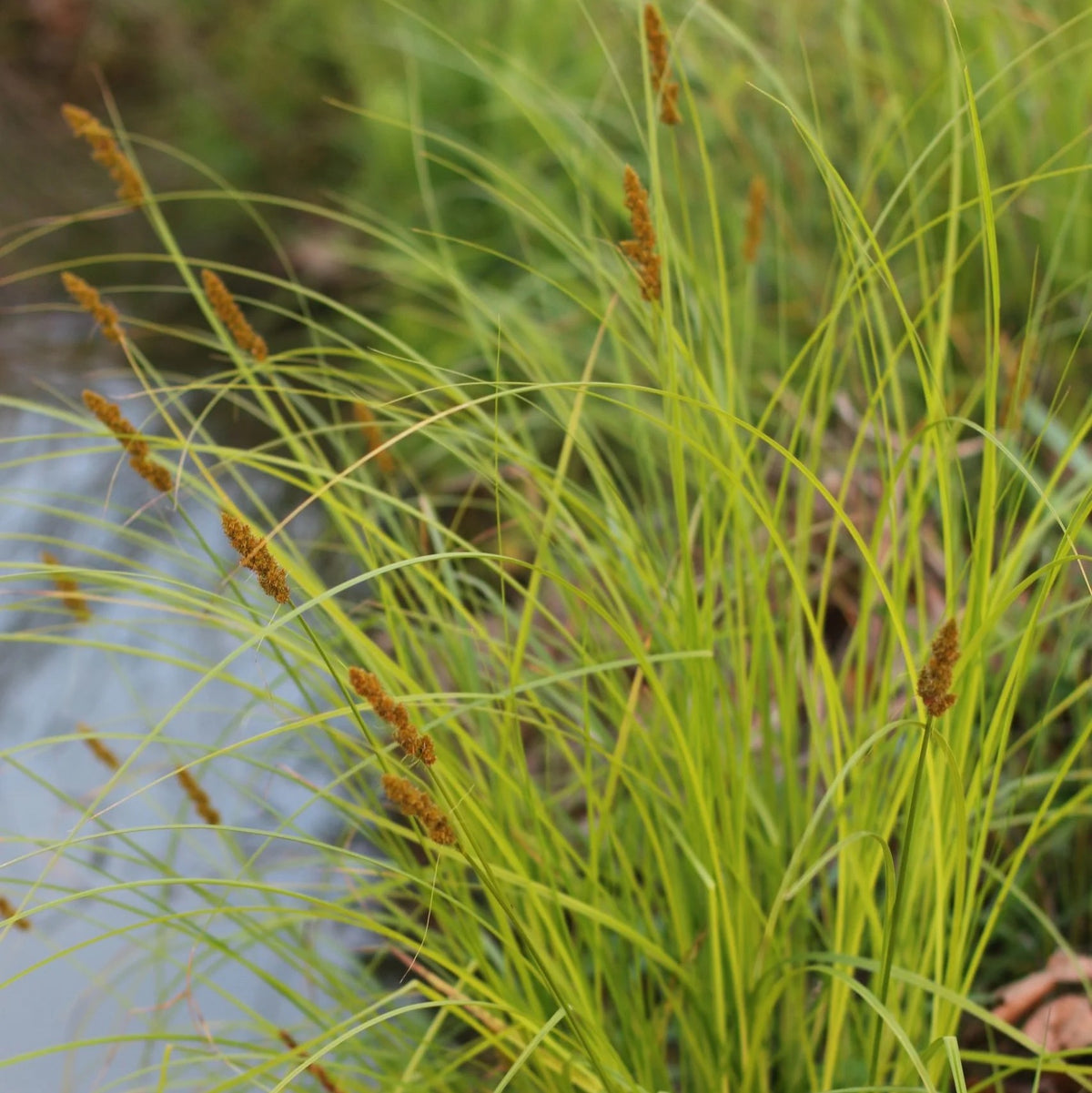 Brown Fox Sedge - Carex vulpinoidea