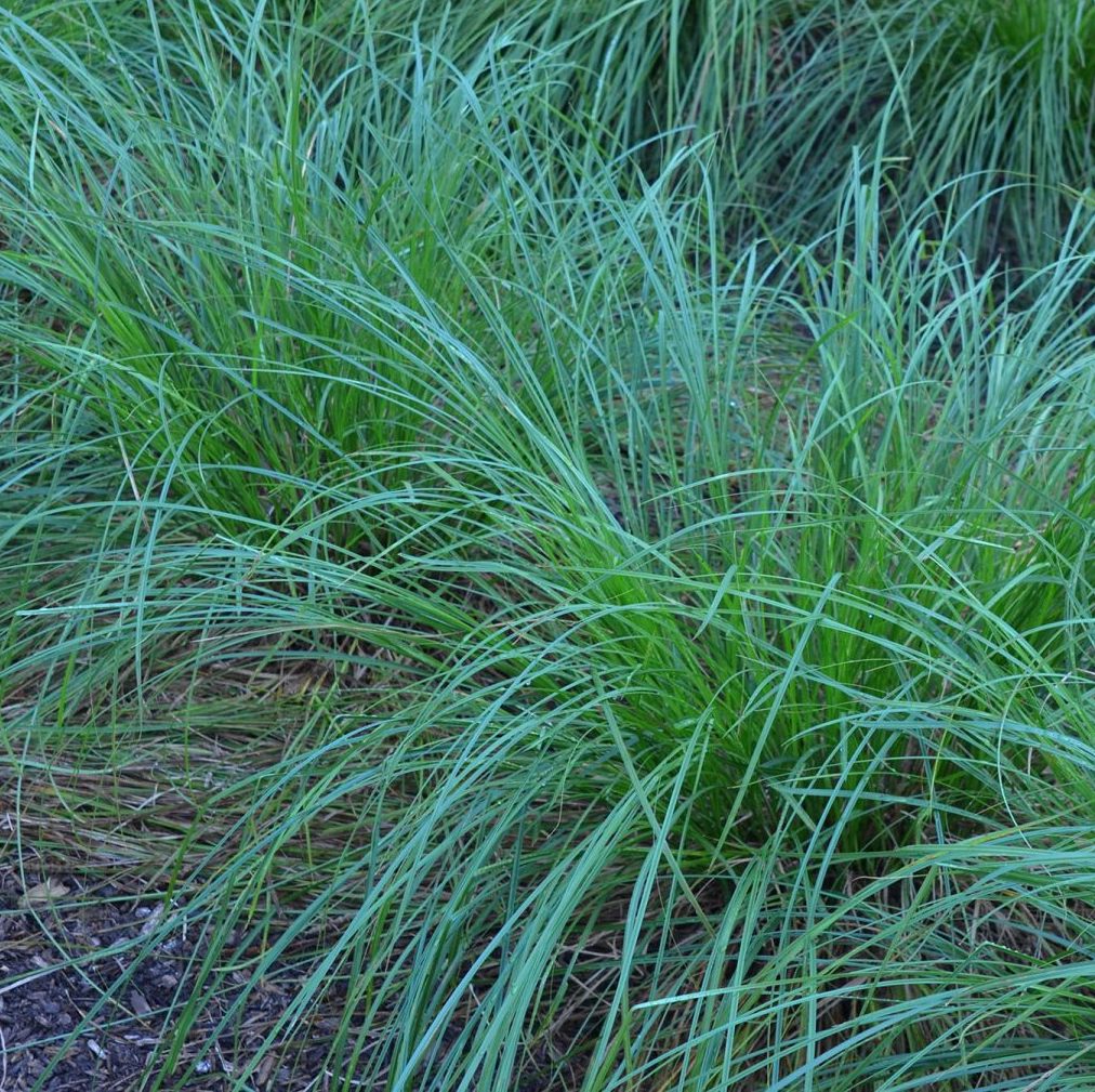Brown Fox Sedge - Carex vulpinoidea