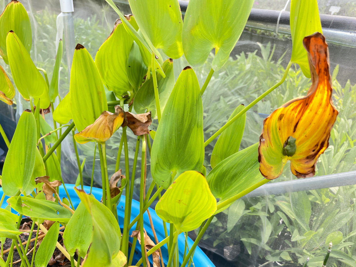 Pickerelweed - Pontederia cordata