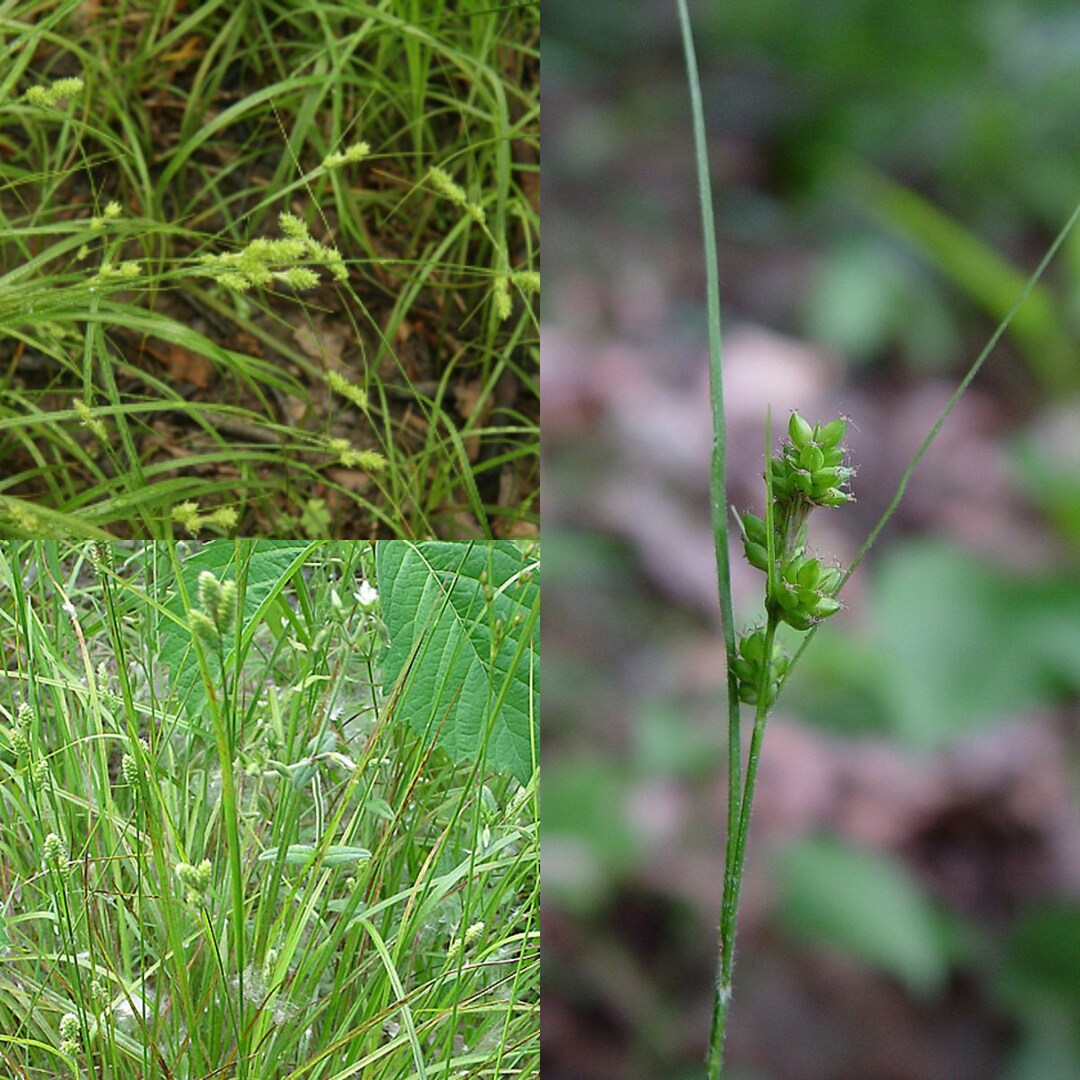 Fuzzy Wuzzy / Hairy Green Sedge - Carex hirsutella