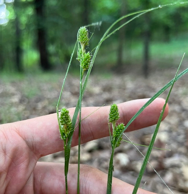 Fuzzy Wuzzy / Hairy Green Sedge - Carex hirsutella