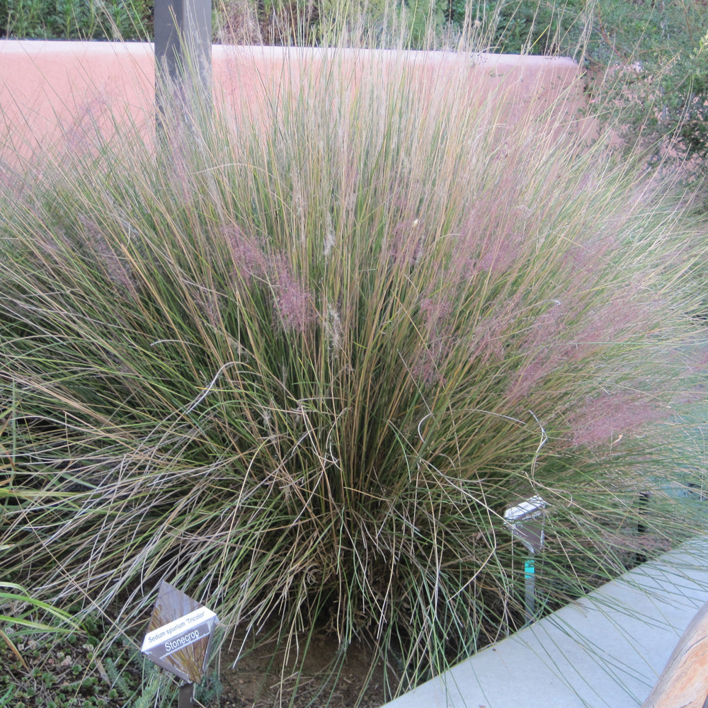 Pink Muhly Grass - Muhlenbergia capillaris
