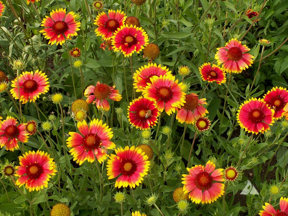 Blanketflower - Gaillardia aristata