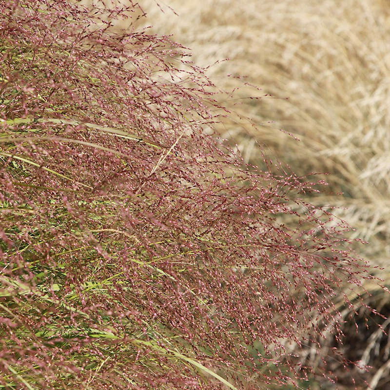 Sand Love Grass- Eragrostis trichodes