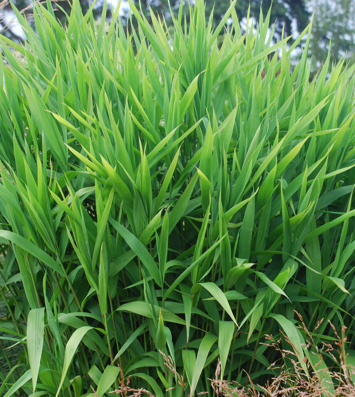 Sea Oats - Chasmanthium latifolium