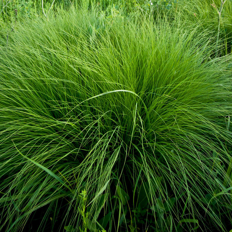 Rough Dropseed - Sporobolus clandestinus
