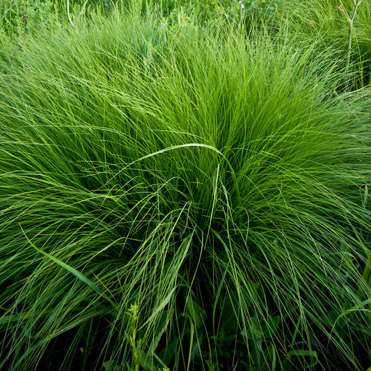 Rough Dropseed - Sporobolus clandestinus