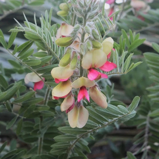 Goat's Rue - Tephrosia virginiana